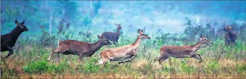  ?? SU XIAOJIE / FOR CHINA DAILY ?? Wild deer forage for food in the Datian National Reserve Area in Hainan province.