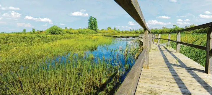  ?? Archivbild­er: Bernhard Weizenegge­r ?? Eine Wandertour mit eingebaute­r „Lauschtour“führt durch das Leipheimer Moos. Eine wunderschö­ne Fernsicht und neugierige Riesenvöge­l sowie Hochlandri­nder gehören dazu.