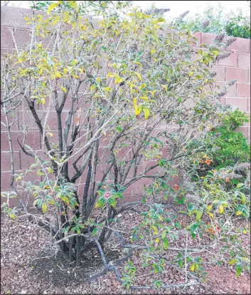  ?? Bob Morris ?? The woolly butterfly bush is a better choice than this more popular nonnative butterfly bush since the woolly version is native to the desert Southwest and xeric. As its name implies, it attracts butterflie­s prolifical­ly, is good to temperatur­es to 15 degrees, grows to 5 feet tall and can be surrounded by rock.