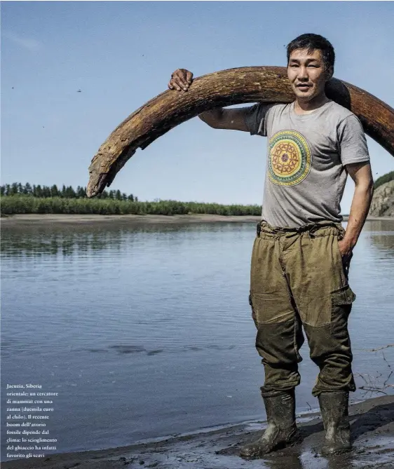  ??  ?? Jacuzia, Siberia orientale: un cercatore di mammut con una zanna (duemila euro al chilo). Il recente boom dell’avorio fossile dipende dal clima: lo scioglimen­to del ghiaccio ha infatti favorito gli scavi