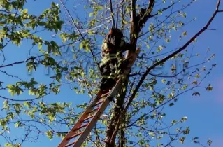  ?? (foto archivio) ?? Salvataggi­oUn vigile del fuoco intento a recuperare un gatto rimasto bloccato in cima a un albero