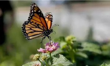  ?? Gregory Bull/Associated Press ?? A monarch butterfly in Vista, Calif.