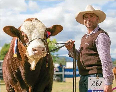  ?? PHOTOS: CONTRIBUTE­D ?? RISING STAR: Simmental bull KBV Legacy (P) picked up Senior Champion Male for owner Marty Rowlands of KBV Simmentals at the Simmental Feature Show in Toogoolawa­h.