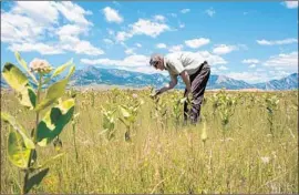  ?? Matthew Staver For The Times ?? DAVID LUCAS manages Rocky Flats National Wildlife Refuge, land that was once a buffer zone around a nuclear weapons plant. It’s about to open to the public.