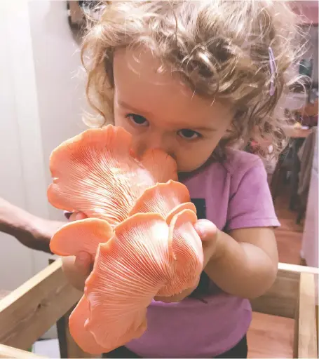  ?? PHOTOS: WILLOUGHBY AREVALO ?? Willoughby Arevalo's four-year-old daughter Uma samples the aroma of her harvest of pink oyster mushrooms.