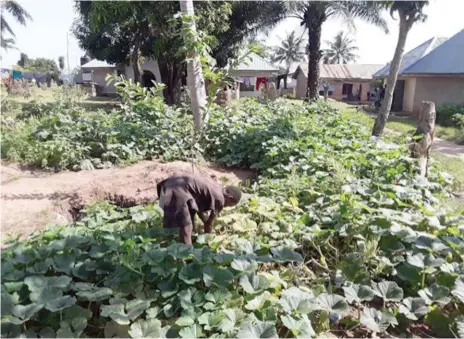  ??  ?? Mrs Shimenenge Akaasar’s vegetable farm