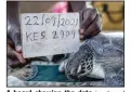  ?? ?? A board showing the date is placed next to a green turtle Sept. 22 as it is photograph­ed before being released.