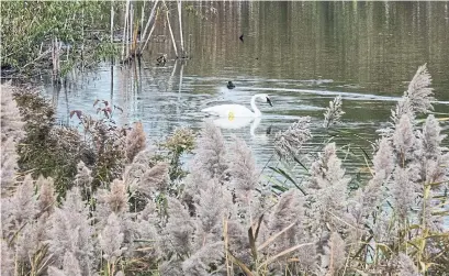  ?? RIZIERO VERTOLLI PHOTOS METROLAND ?? Glenn, a swan who fell gravely ill in mid-September, has returned to the Heart Lake Rd. pond, bringing a call for his relocation.