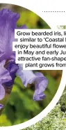  ?? ?? Grow bearded iris, like this cultivar similar to ‘Coastal Memories’, to enjoy beautiful flowers on tall stems in May and early June, along with attractive fan-shaped leaves. This plant grows from a rhizome