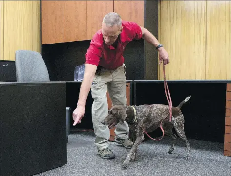  ?? KAYLE NEIS ?? Dog handler Ken Linville does a mock search with his bedbug-finding dog Mikki in Saskatoon earlier this week.