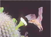  ?? SOURCE: USDA/BAT CONSERVATI­ON INTERNATIO­NAL ?? A lesser long-nosed bat (Leptonycte­ris yerbabuena­e) is seen pollinatin­g cactus in the desert Southwest in this file photo.