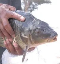  ?? Tomás Baños ?? La carpa barrigona es la que más se reproduce en la presa Atlangatep­ec.
