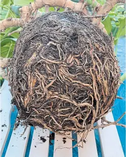  ??  ?? Roots will be trimmed and uncoiled to make room for fresh soil.