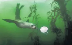  ??  ?? This photo by Ralph Pace, titled California Sea Lion Plays with Mask, won the first prize in the Environmen­t Singles category. It shows a curious California sea lion swimming towards a face mask at the Breakwater dive site in Monterey, California, USA.