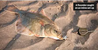  ??  ?? A flounder caught on an inline set-up