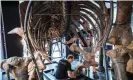  ?? Petit-Tesson/EPA ?? Staff members assembling ‘Big John’ for auction in Paris. Photograph: Christophe