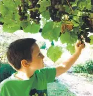  ?? Robbie George, Special to The Washington Post ?? The author’s stepgrands­on Hayden George picks grapes off the vine. To persuade kids to eat garden crops, offer them a variety of choices.