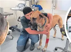  ??  ?? Graeme McClain gives Merlin a comforting hug at the vets; inset, home in West Kilbride after the op