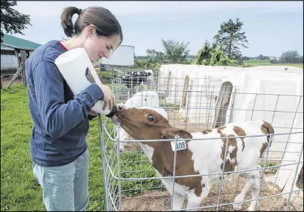  ?? MARK GOuDGE/sALtWIRE NEtWORK ?? Recently born calf Anni, like all at Amber Hill Farm, requires special attention from Keltie-MacIntosh Elliott who, along with her husband, recently purchased Amber Hill Farm in Old Barns.