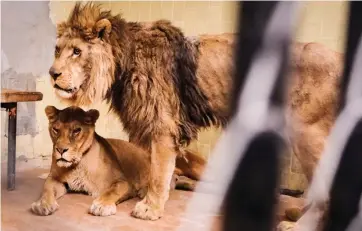  ?? Picture: Bogdan Baraghin/Four Paws ?? PREGNANT PAWS: Lions Hector and Raya were rescued from Zoo Razgrad in Bulgaria and will be brought to South Africa or taken to Jordan.