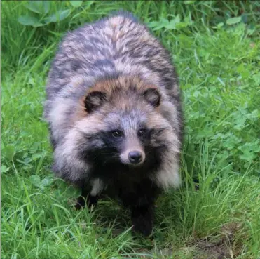  ?? FOTO: STEEN AGGER/ RITZAU SCANPIX ?? Mårhunden har ingen naturlige fjender og æder alt fra insekter, fugle og små pattedyr.