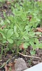  ?? JAN ?? A cover crop of cold-hardy field peas and oats protects from winter erosion while enriching the garden’s soil.