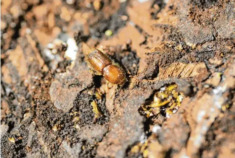  ?? Foto: Frank Leonhardt, dpa ?? Die Borkenkäfe­r bohren Gänge in die Rinde und legen dort ihre Eier ab. Die Larven ernähren sich dann von saftführen­den Schichten der Bäume.