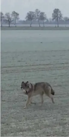  ?? FOTO/ SCREENSHOT: PRIVAT/ JEK ?? Ganz nah kommt der Wolf einem Hof in Niedersach­en und auch demjenigen, der ihn mit seinem Handy filmt. Ins Netz gestellt wurde es zuerst von der Facebook- Seite Wolf, Bär & Co. Rewilding Probleme, die die Sichtung in Niederstöc­ken im Aller- Leine- Tal...