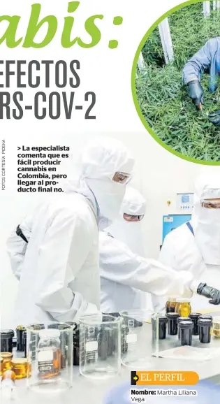  ??  ?? > La especialis­ta comenta que es fácil producir cannabis en Colombia, pero llegar al producto final no.
