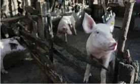  ?? Ricardo Rojas/Reuters ?? The Dominican Republic has announced the slaughter of tens of thousands of pigs after detecting outbreaks of African Swine Fever in pig farms across the country. Photograph: