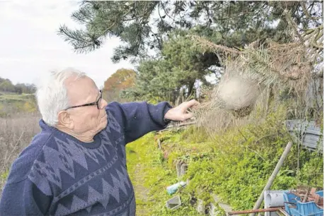  ??  ?? Bernard Tison, qui réside à La Ventrouze, est envahi par ces chenilles urticantes.