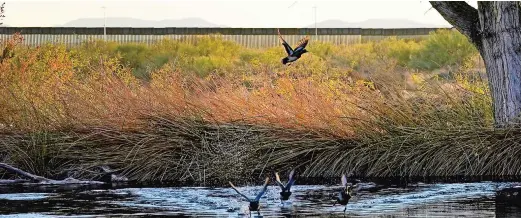  ??  ?? Patos silvestres sobrevuela­n un pantano cerca del muro en la frontera con México en el Refugio Nacional de Vida Silvestre de San Bernardino, Arizona