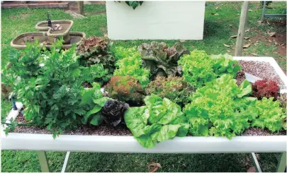  ??  ?? Hydroponic gardening allows commercial farmers to cut costs and to eliminate the limitation­s of seasonal constraint­s as well as garden pests.