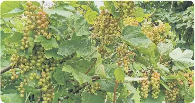  ??  ?? Redcurrant heavy crop developing.