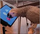  ?? INTERACT ANIMAL LAB VIA THE NEW YORK TIMES ?? A parrot interacts with a mobile app, which have the potential as an enrichment tool for the birds if tailored to their biology.