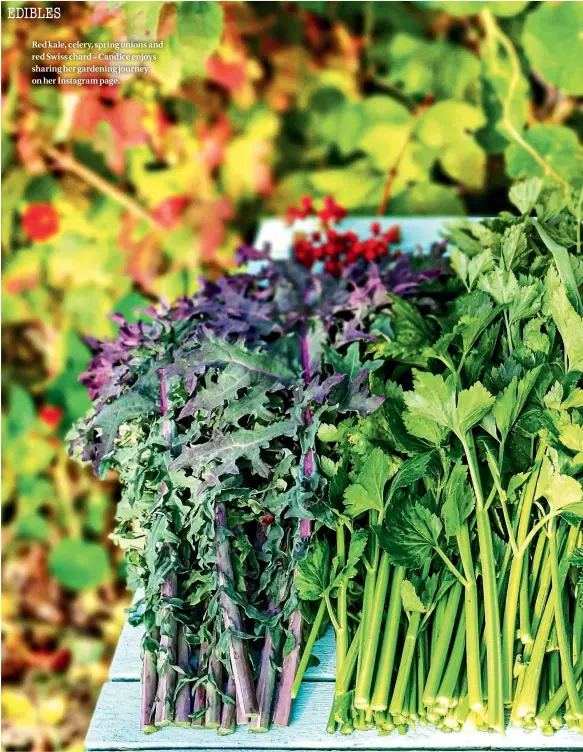  ??  ?? Red kale, celery, spring onions and red Swiss chard – Candice enjoys sharing her gardening journey on her Instagram page.