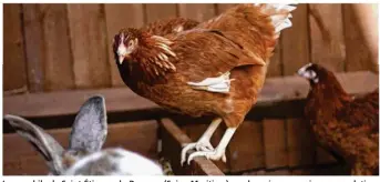  ??  ?? Le zoophile de Saint-Étienne-du-Rouvray (Seine-Maritime) condamné pour avoir eu une relation sexuelle avec une poule, est soupçonné d’avoir volé les lapins et la poule de son voisin, mercredi 7 février 2018. (©illustrati­on/Adobe stock)