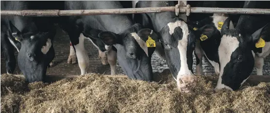  ?? PHOTOS: DARREN HAUCK/THE WASHINGTON POST ?? The dairy industry, including the Gartman farm, above, suffered a total of US$150 million in losses due to the U.S. trade war with Canada.