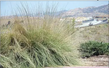  ?? JON HAMMOND / FOR TEHACHAPI NEWS ?? Large healthy stands of Deergrass grow at the Walgreens shopping center and are visible as you arrive to leave town from Tucker Road. See more photos at TehachapiN­ews.com.