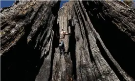  ?? Photograph: Noah Berger/AP ?? Ashtyn Perry, 13, climbs a scorched sequoia tree during an Archangel Ancient Tree Archive expedition to plant sequoia trees on 27 October 2021, in Sequoia Crest, California.