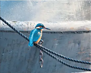  ??  ?? Bird on the wire: kingfisher­s along the canal enchanted Liz Kolbeck