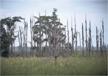  ?? AP ?? This July 16, 2017 photo shows a ‘ghost forest’ near the Savannah River in Port Wentworth, Georgia.