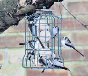  ?? Dave Steel ?? Long-tailed tits on a feeder