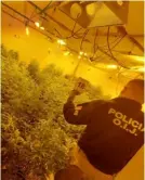  ?? OIJ ?? El sitio contaba con todas las condicione­s para el cultivo de plantas de marihuana.