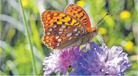  ?? FOTO: HELGA ELSER ?? Ein feuriger Perlmuttfa­lter in seiner ganzen Pracht.