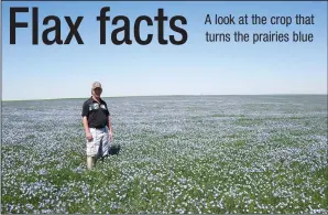  ?? NEWS PHOTO GILLIAN SLADE ?? Cory Nelson, farmer, stand is a field of flax in full bloom near Burdett .
