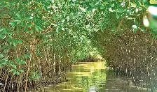 pichavaram-mangroves-valued-at-2-485-crore-study-the-hindu