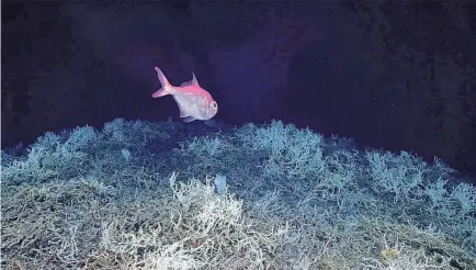  ?? ?? An alfonsino fish swims above a thicket of Lophelia pertusa cora, in the center of the Blake Plateau off the southeaste­rn coast of the U.S. in June 2019. Scientists now saythey have mapped the largest coral reef deep in the ocean, stretching hundreds of miles off the U.S. coast, made possible by underwater mapping technology.
