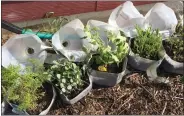  ?? PHOTO COURTESY OF MELINDAMYE­RS.COM ?? Winter sowing allows gardeners to start transplant­s from seeds outdoors by repurposin­g milk jugs or two-liter soda bottles.