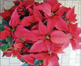  ?? CAROLYN LINDELL ?? Poinsettia­s often don’t make it to the next Christmas, but you can try.